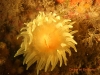 Corail jaune solitaire