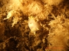 Polycera faeroensis 1